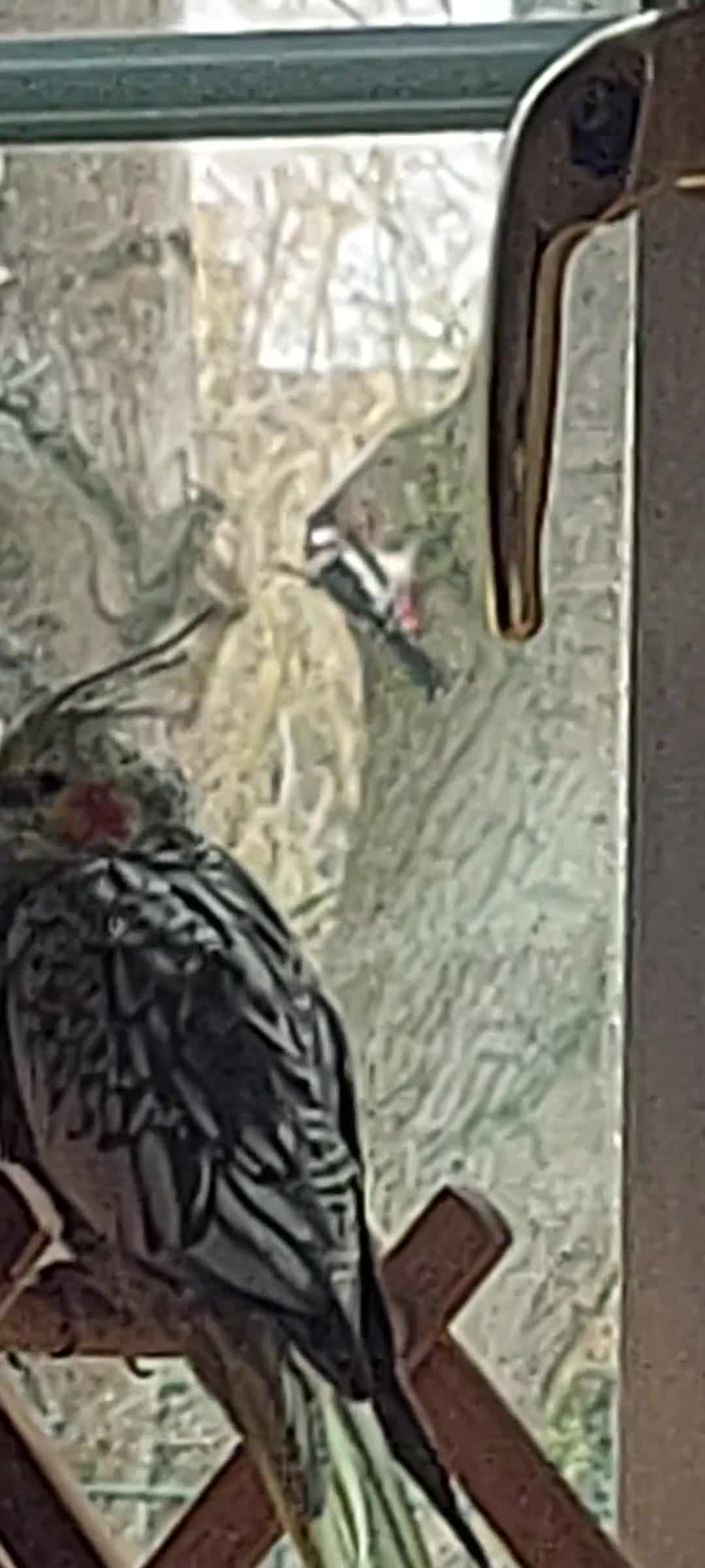 Cockatiels birds for sale: Ultra tamed pair of cockatiels with large cage  - Video 1