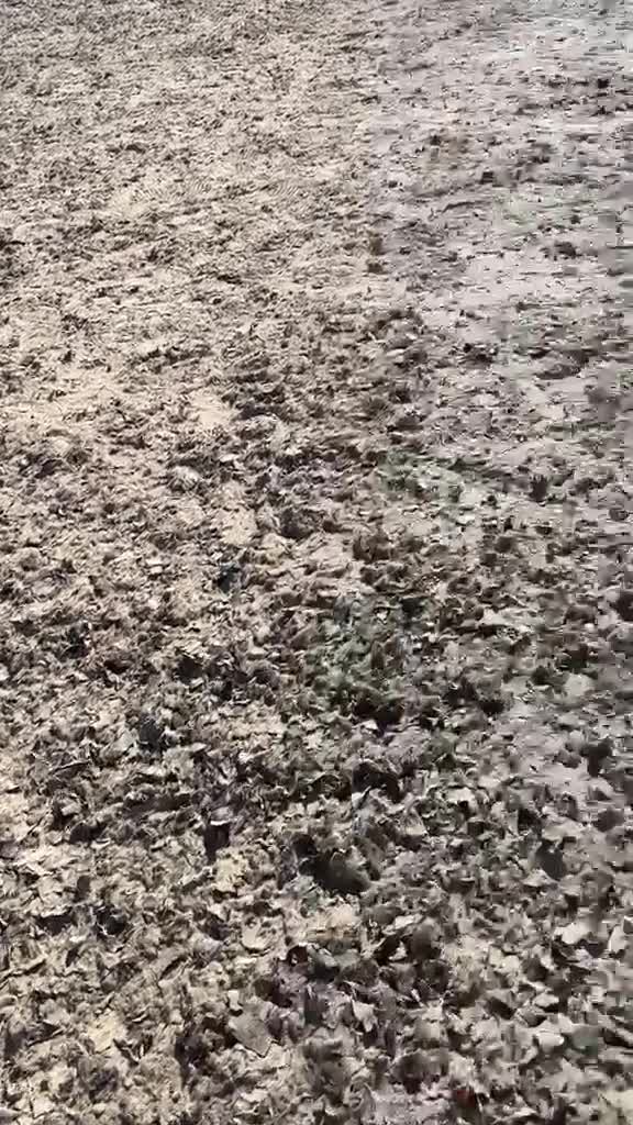 Irish Sports horses for sale: A beautiful handsome boy looking for new home  - Video 3