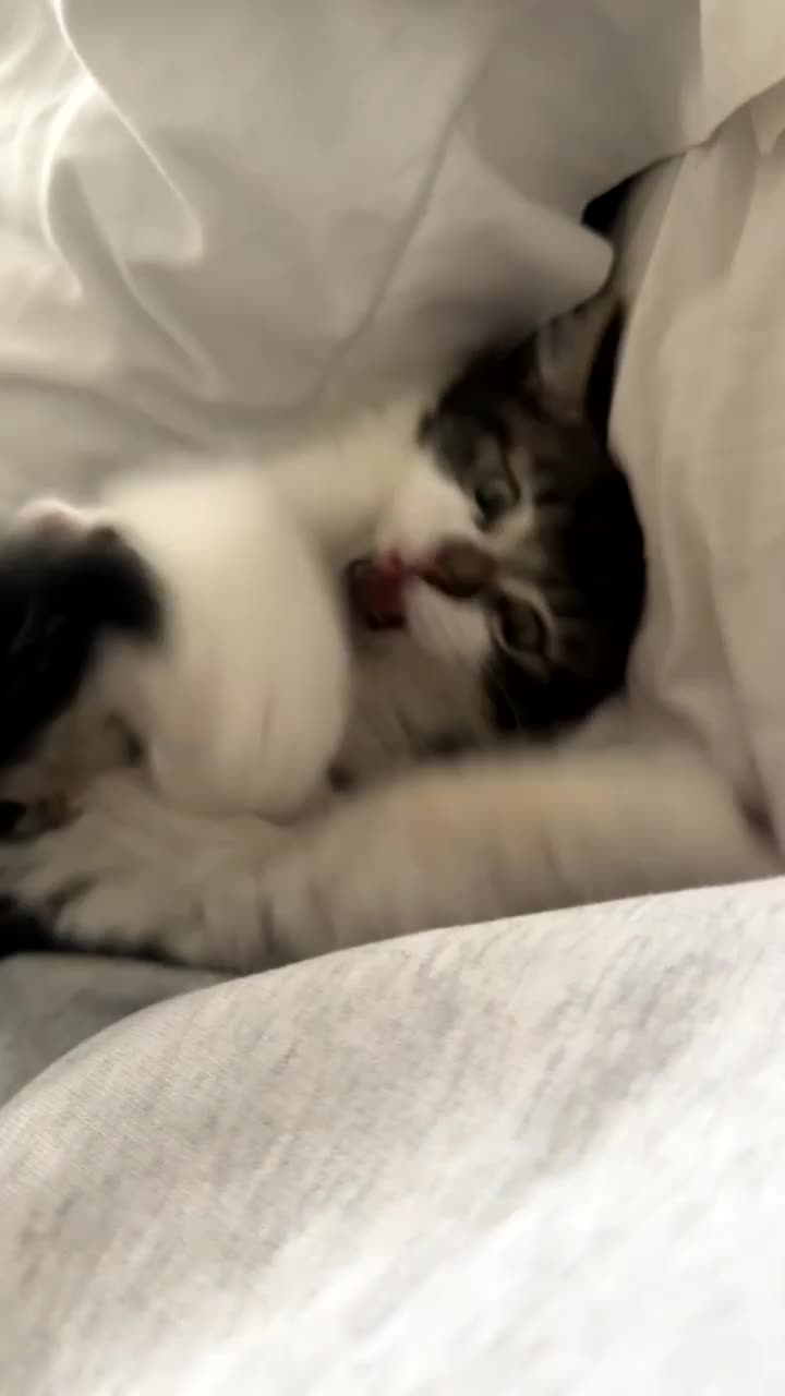 Maine Coon cats for sale: Rupert-Maine coin x long haired kitten - Video 1