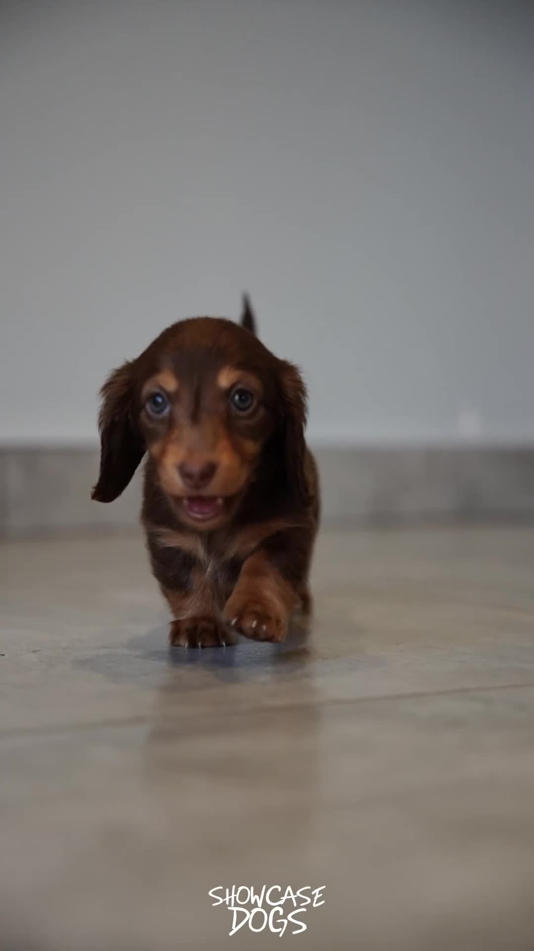 Miniature Dachshund dogs for sale: Miniature long haired dachshund  - Video 1