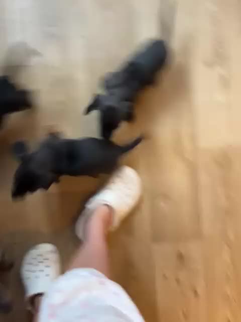 Dachshund dogs for sale: Dachshund pups - Video 1