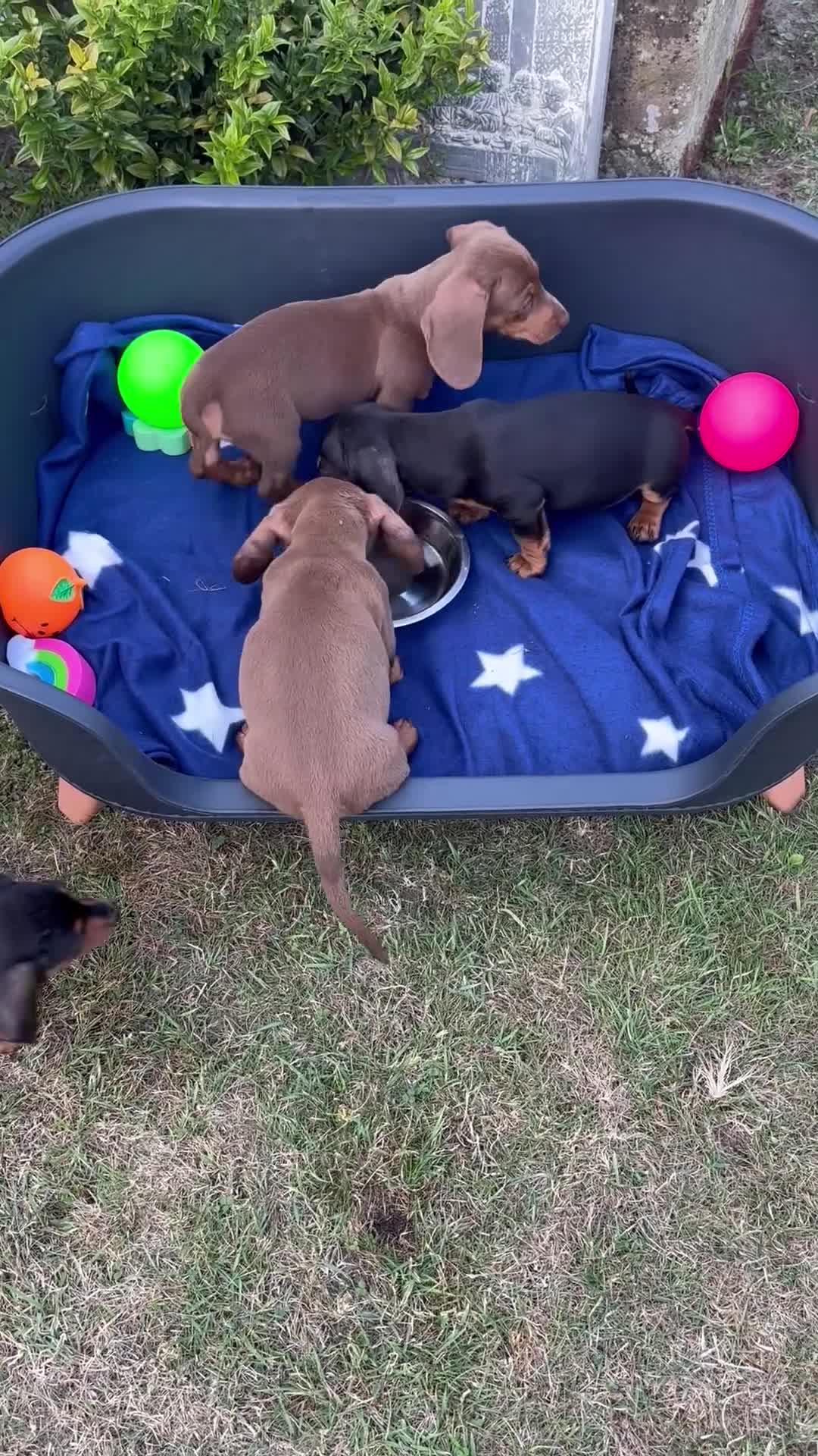Dachshund dogs for sale: KC PRA Miniature smooth hair dachshund puppies  - Video 1