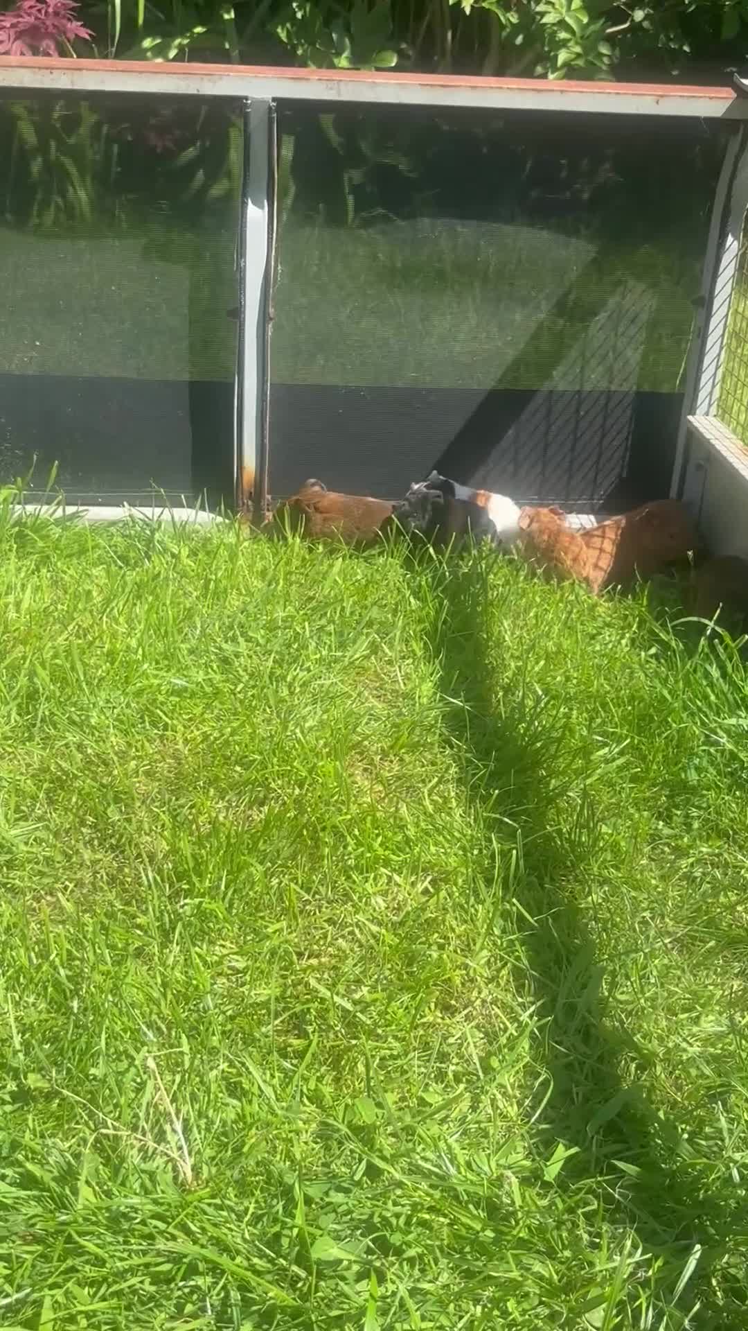 Guinea Pig rodents for sale: Baby Boy/Boar & Baby Girl/Sow Guinea Pigs, Teddy - Video 1