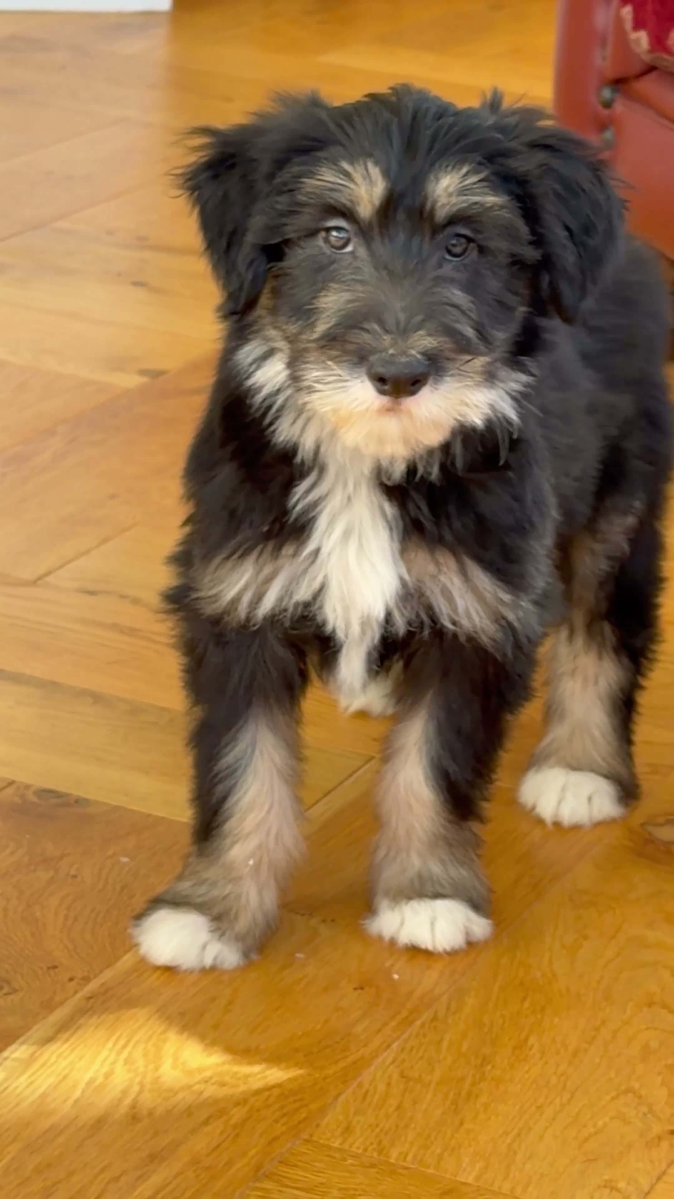 Bearded Collie dogs for sale: Beautiful Bearded Collie Puppies  - Video 2