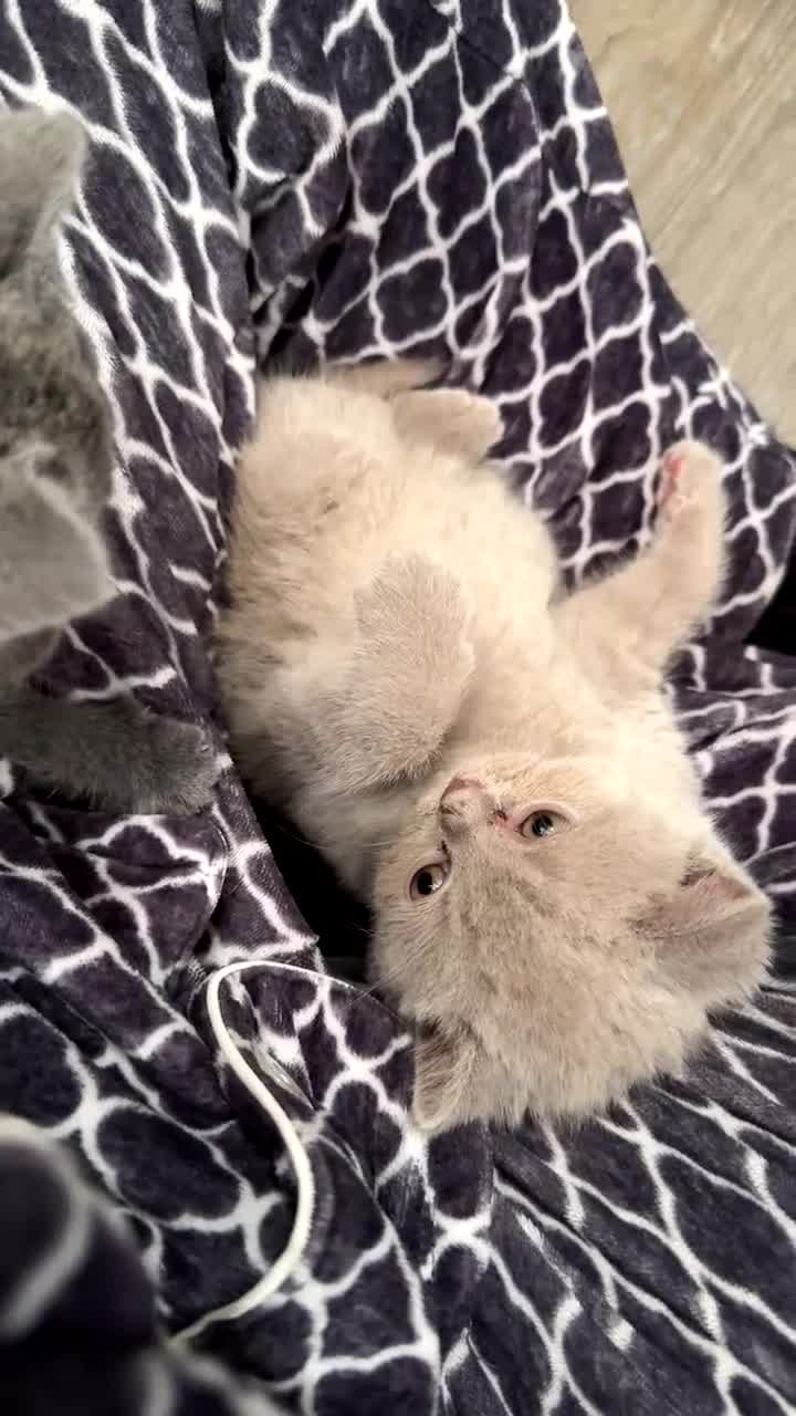 British Shorthair cats for sale: Adorable Blue Boy Contact -  **  in Slough - Video 1