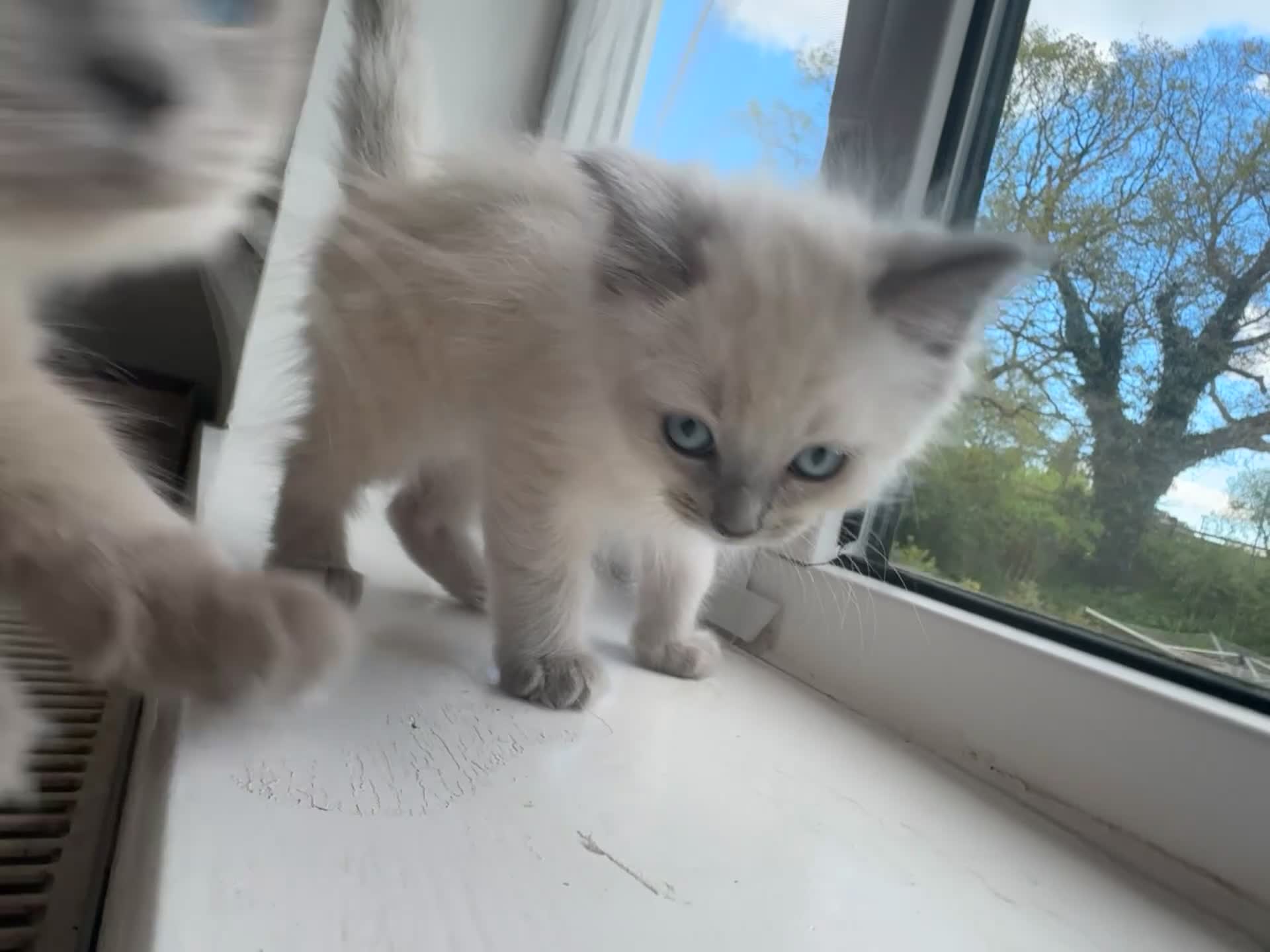 Ragdoll cats for sale: 1 male kitten ready to leave  - Video 1