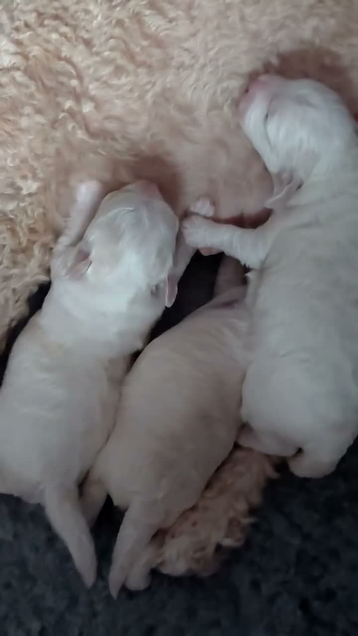 Maltipoo dogs for sale: Tiny adorable maltipoo puppies  - Video 2