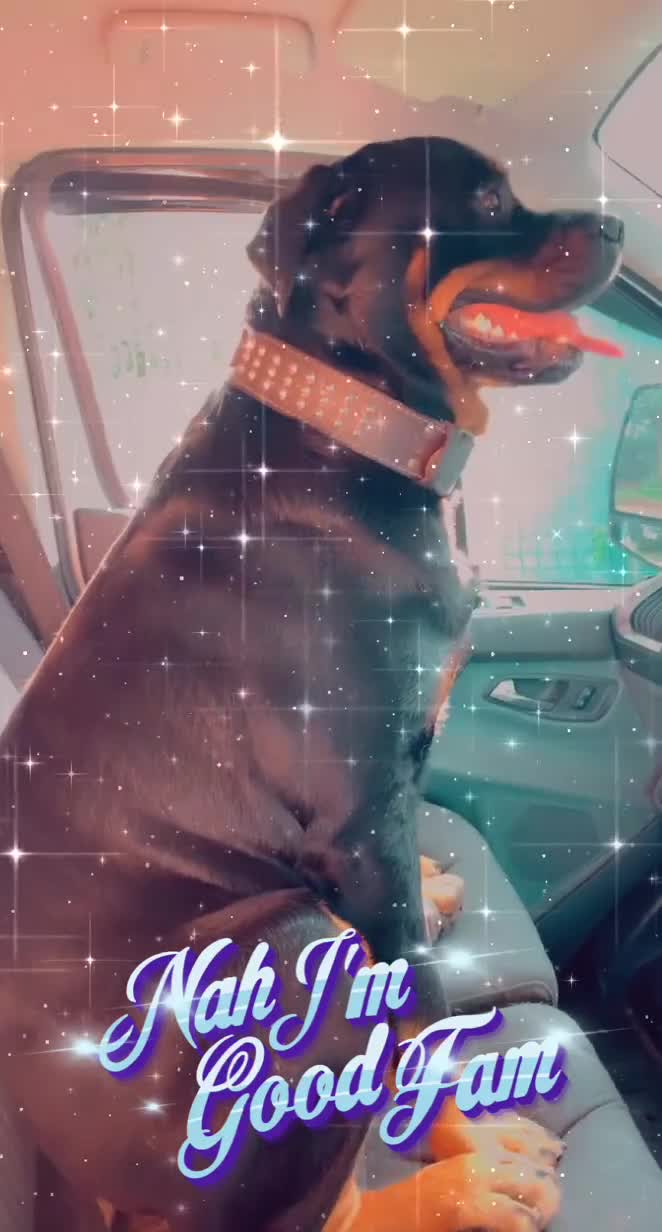 Rottweiler dogs for stud: Ralph the Rottweiler🔥 - Video 5