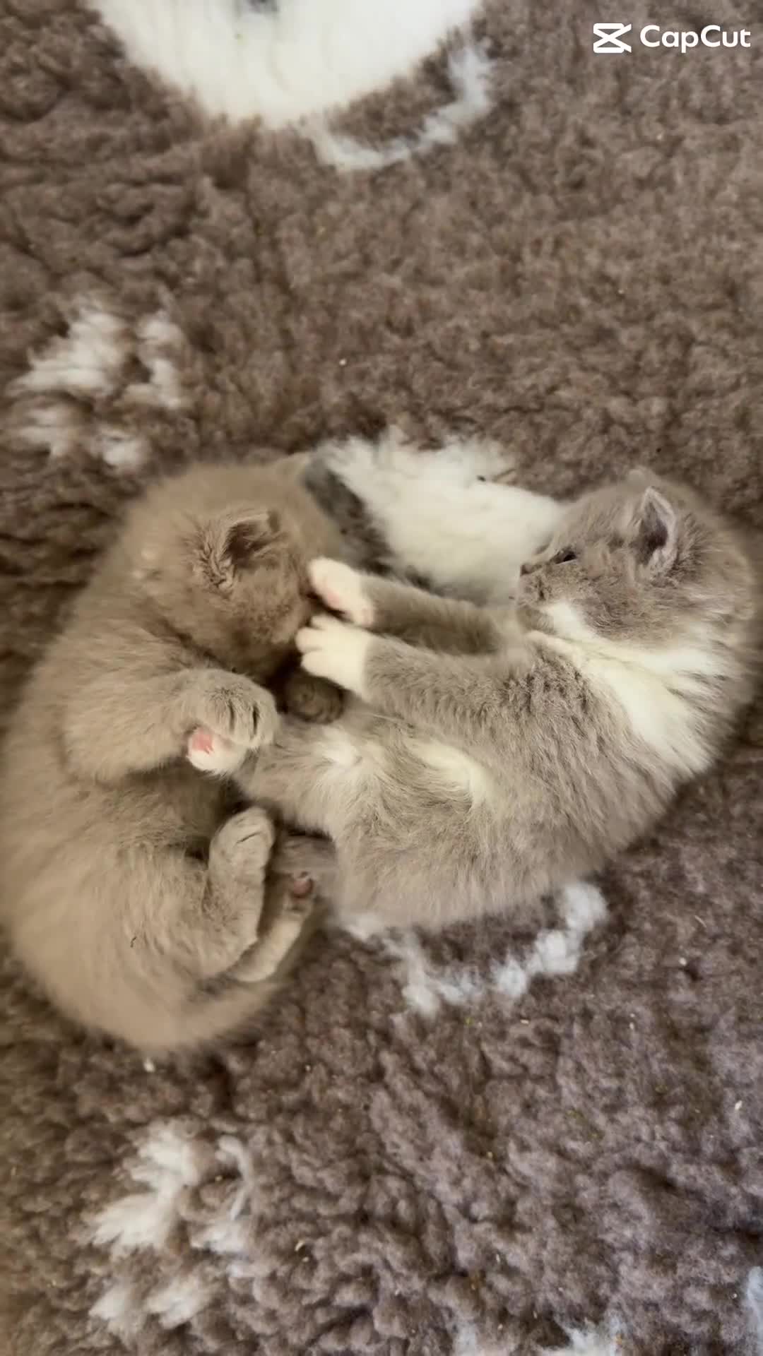 British Shorthair cats for sale: British Shorthair Blue Kitten Reg & Licensed - Video 2