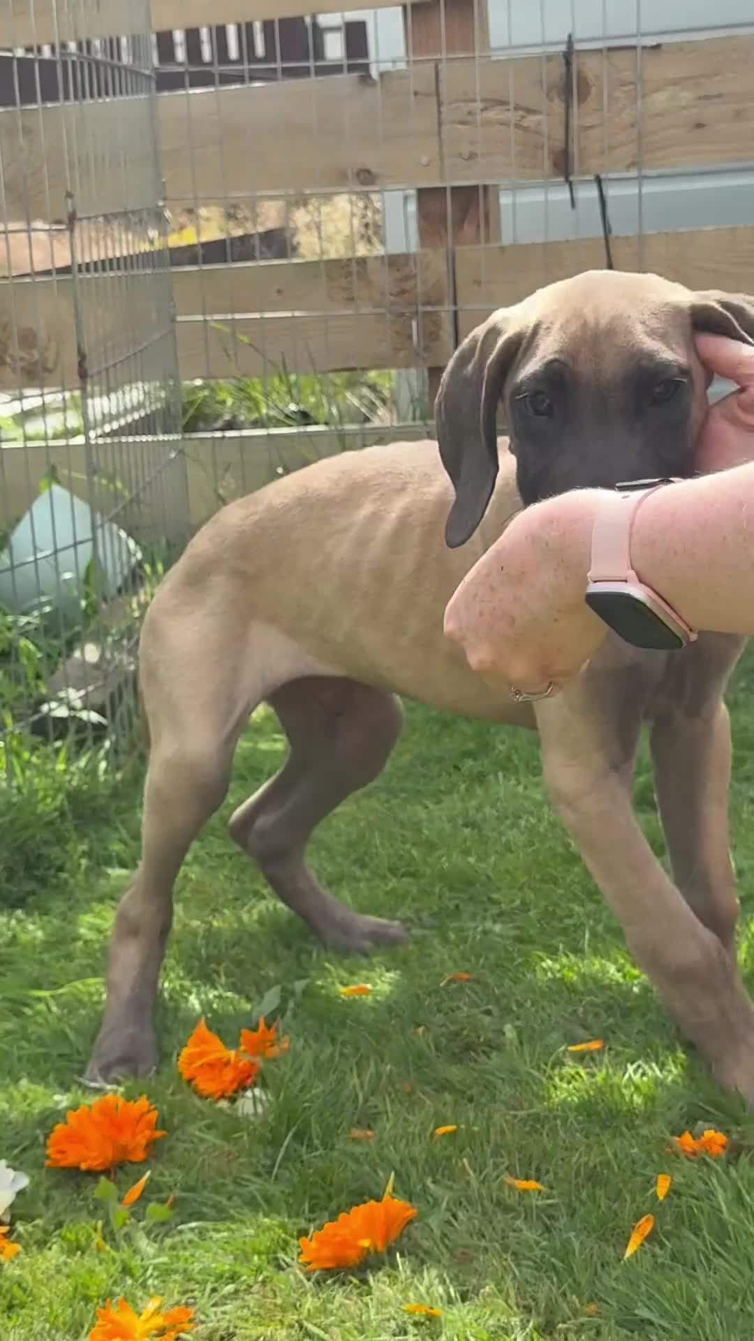 Great Dane dogs for sale: Last 2 Fawn Great Dane Pups - Video 1