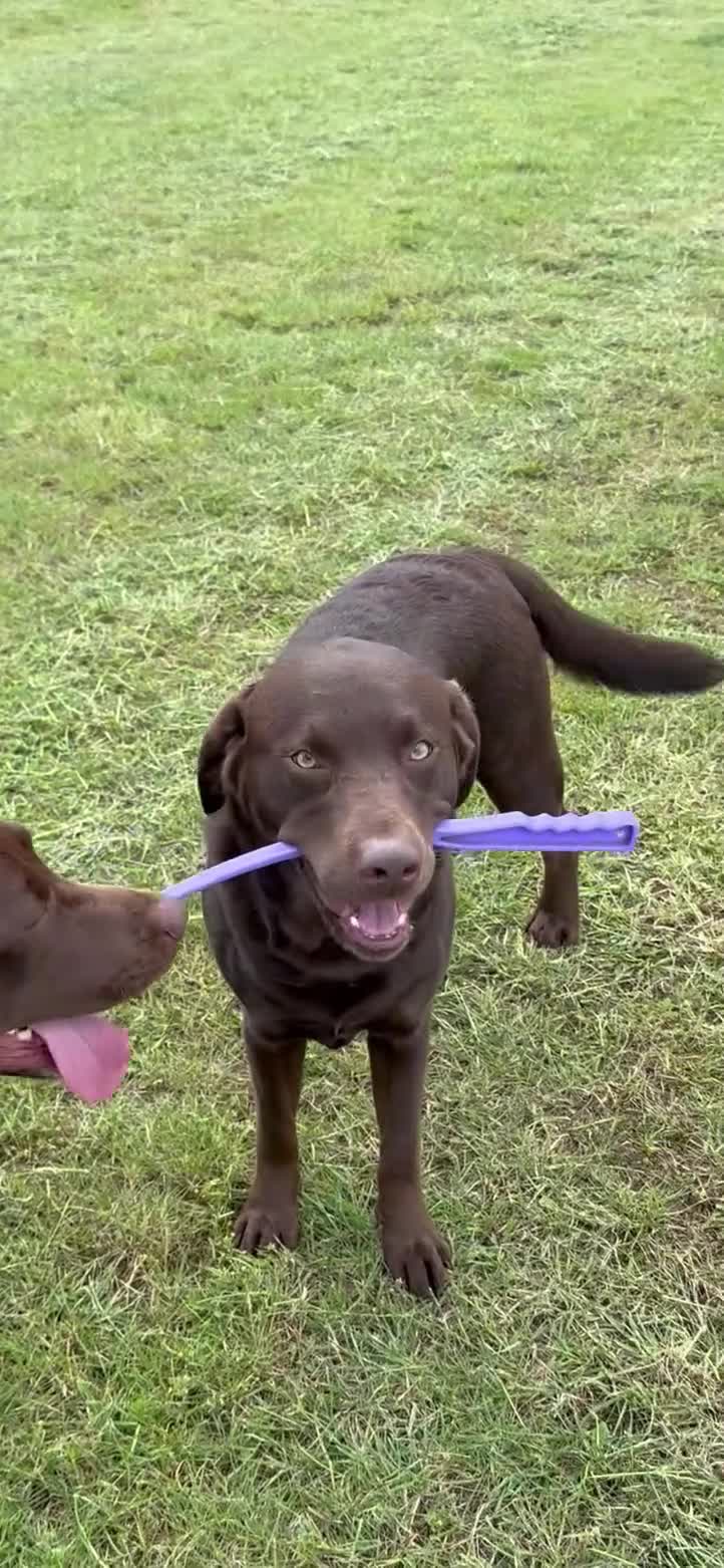 Labrador Retriever dogs for sale: 2x 2yo KC Registered chocolate Labrador boys - Video 2