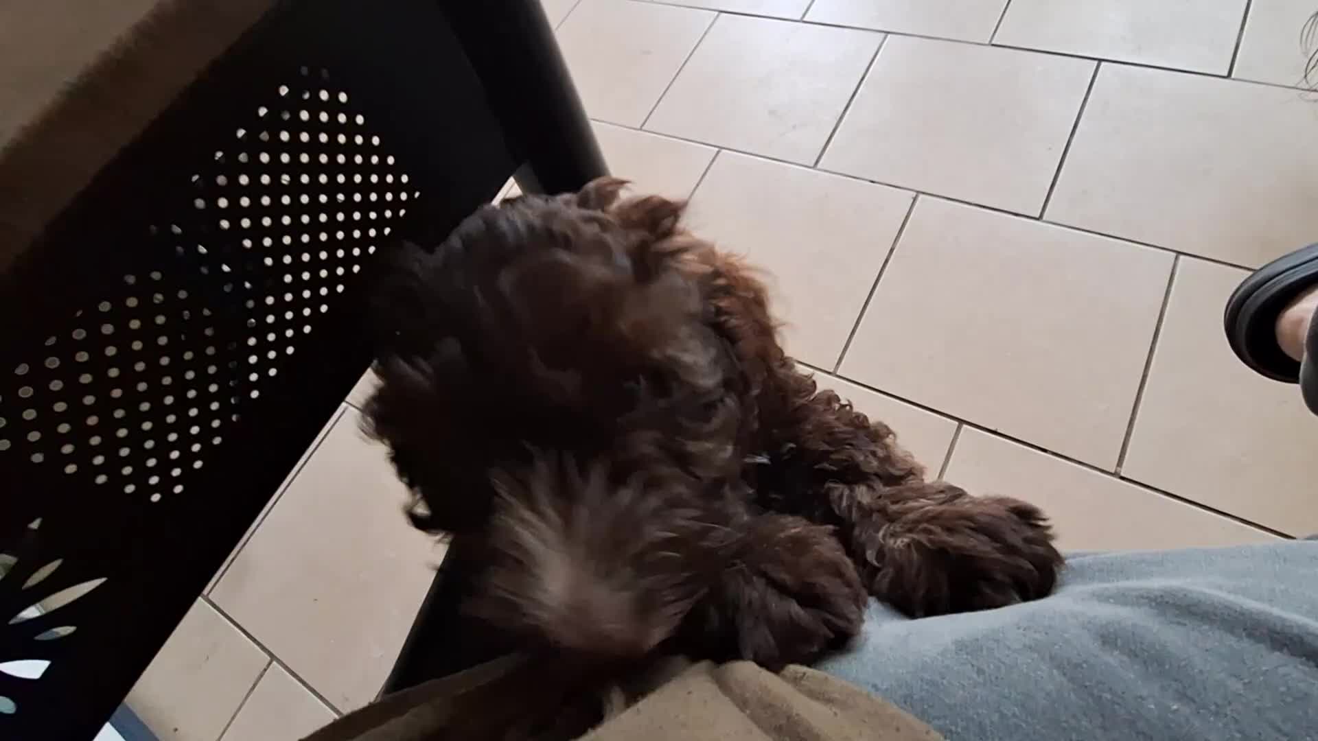 Cockapoo dogs for sale: Three beautiful cockapoo boys - Video 2