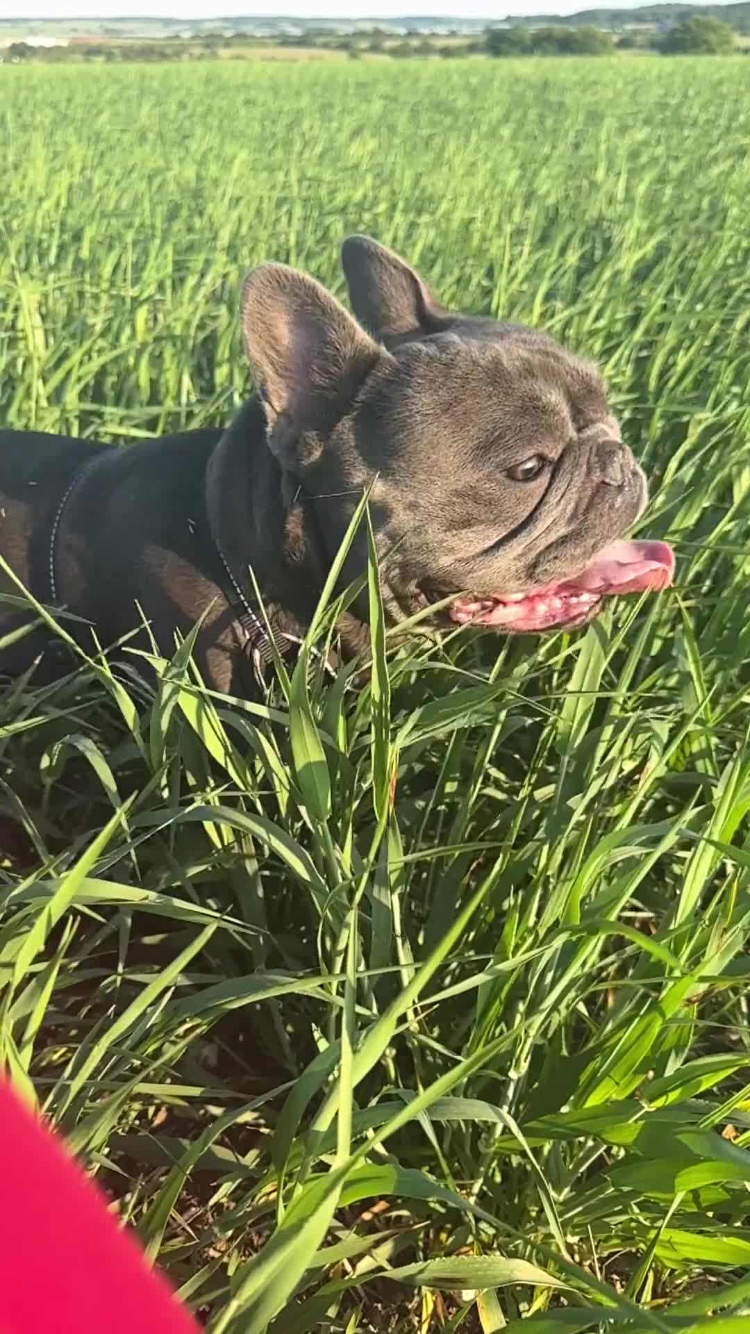 French Bulldog dogs for stud: Blue French Bulldog Male – Stud Service Only - Video 1