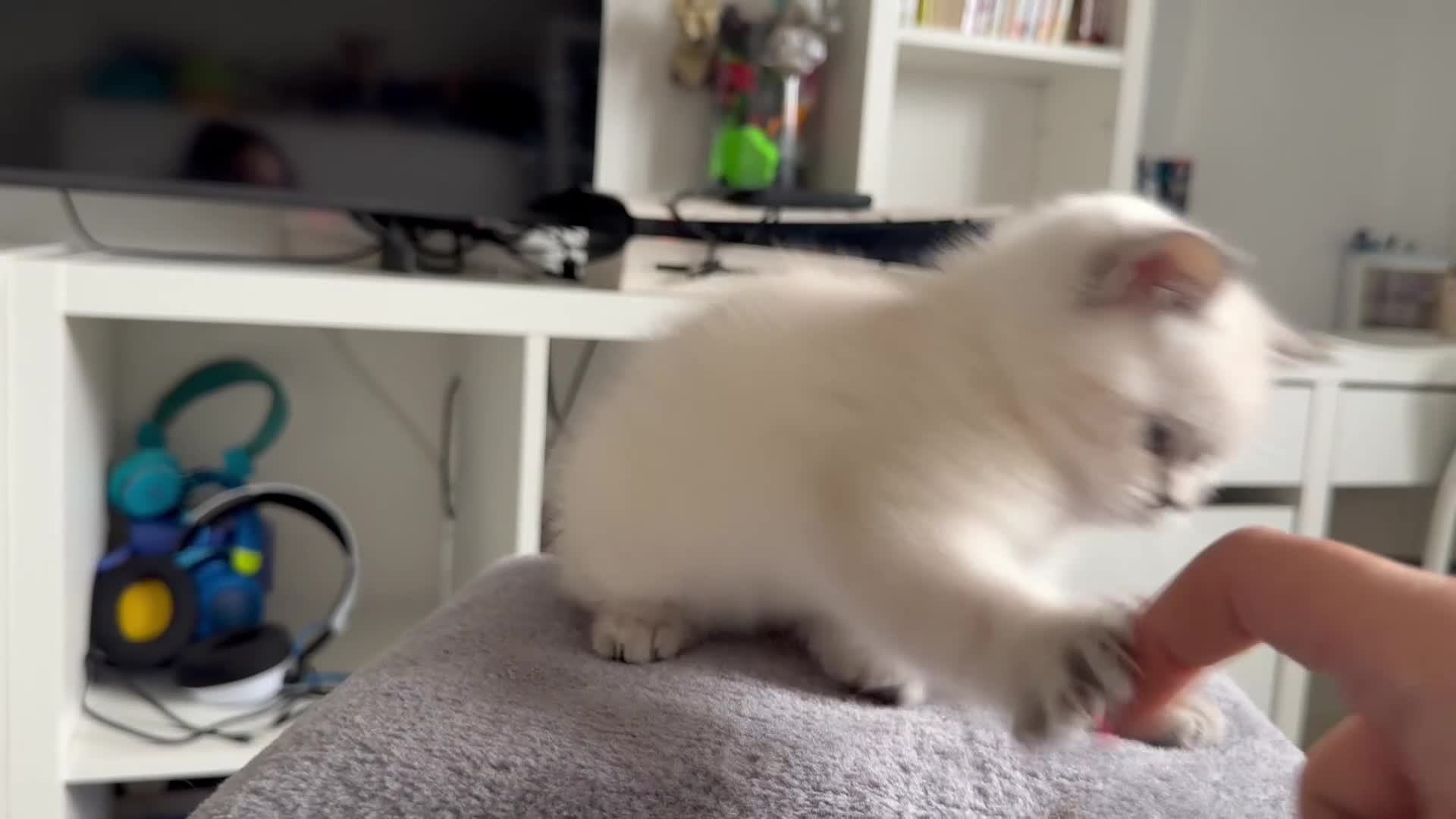 British Shorthair cats for sale: 3 adorable BSH 2 boys and a girl - Video 1