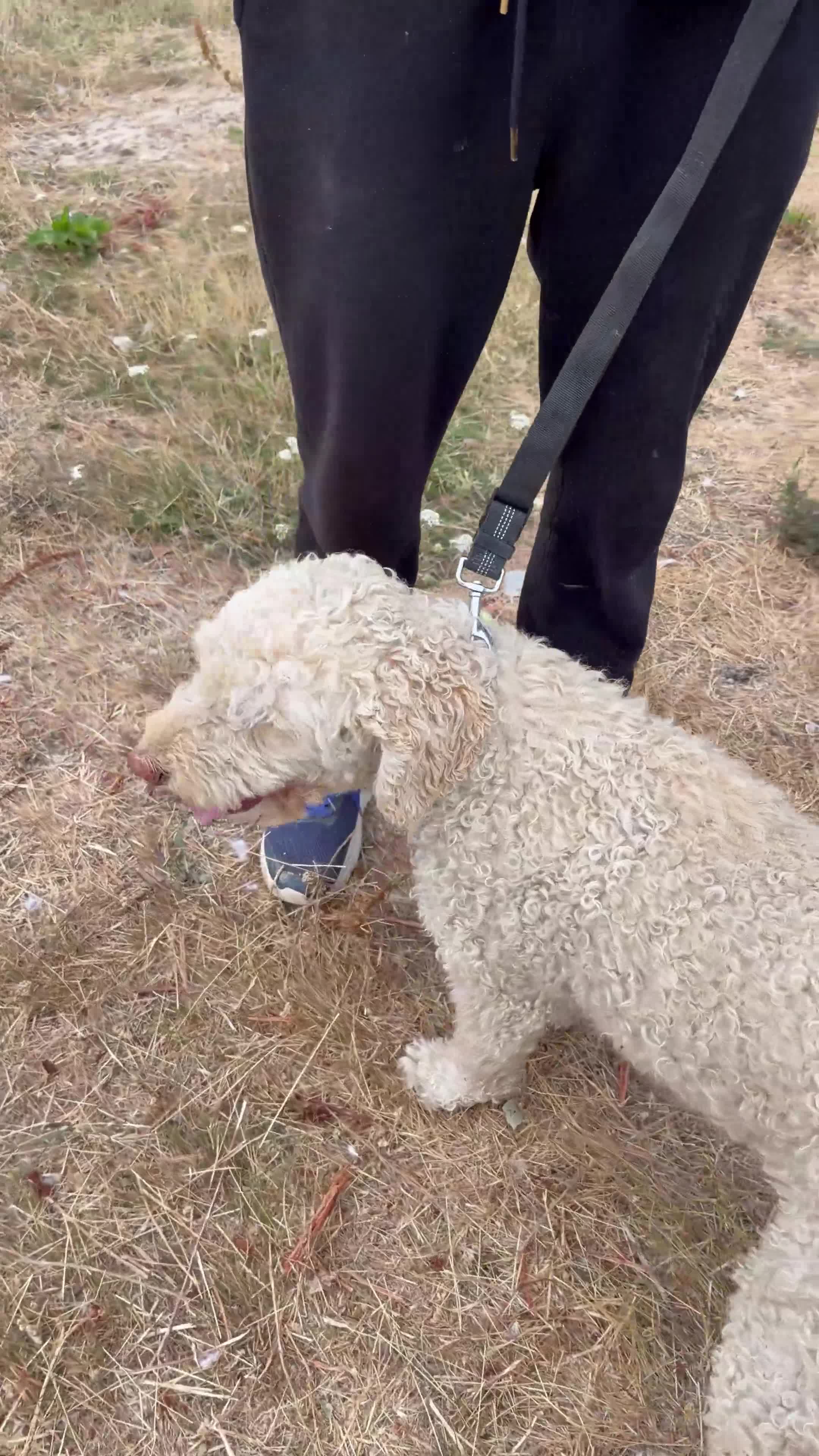 Labradoodle dogs for sale: Baily Labradoodle looking for new home in Woking - Video 1