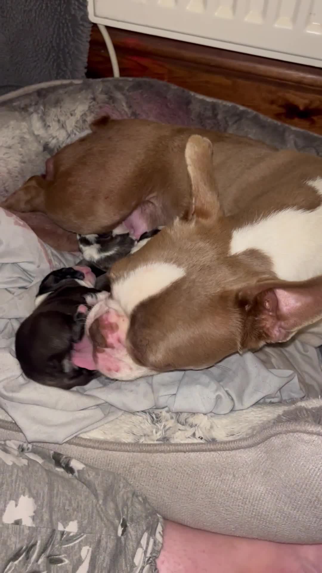 Boston Terrier dogs for sale: Outstanding Boston puppies  - Video 2