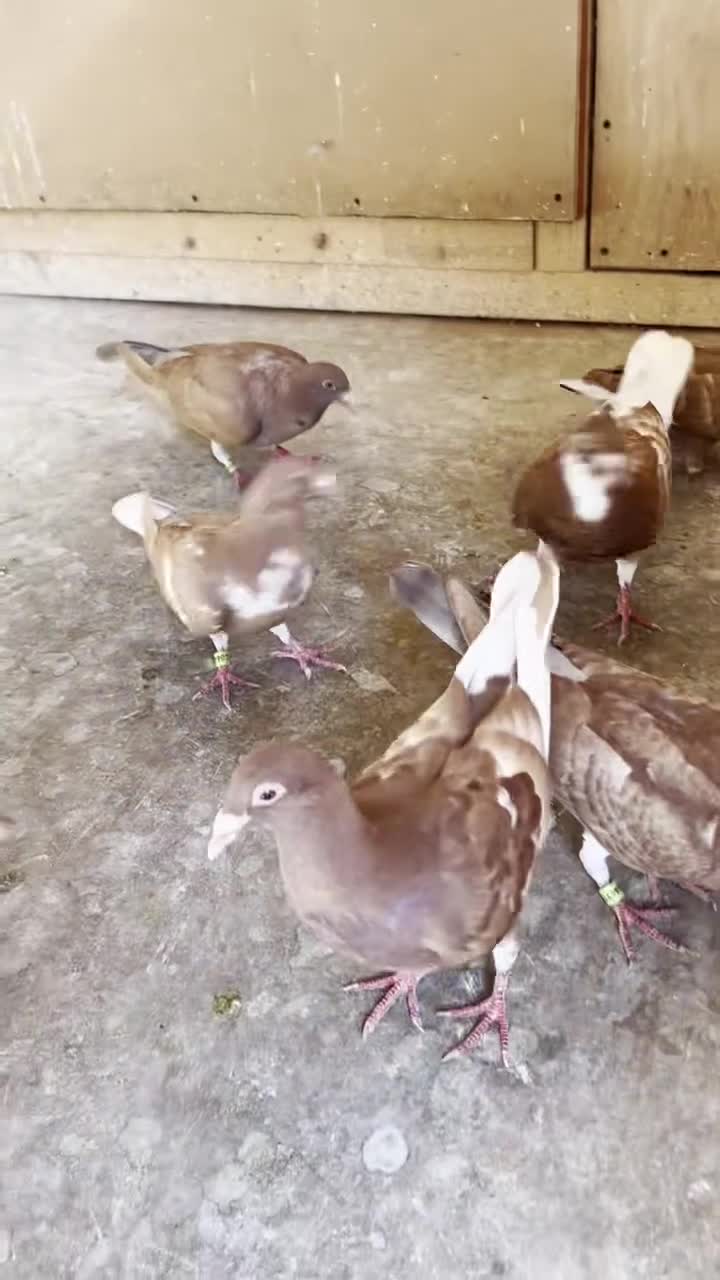 Pigeons birds for sale: 8 Chocolate Meuleman's - Video 1