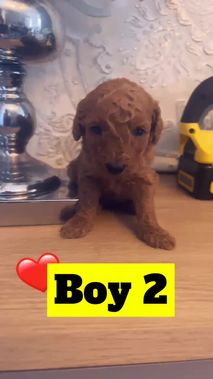 Miniature Poodle dogs for sale: KCREG miniature poodle puppies  - Video 4