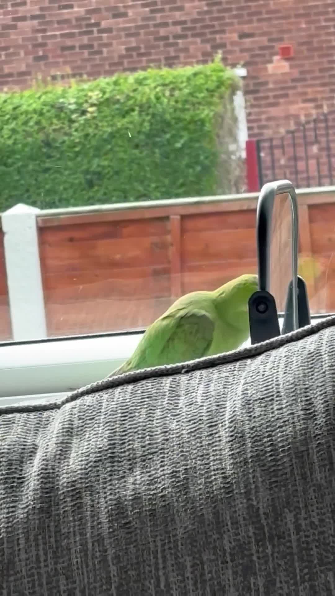 Ringnecks birds for sale: Indian ring neck  - Video 1