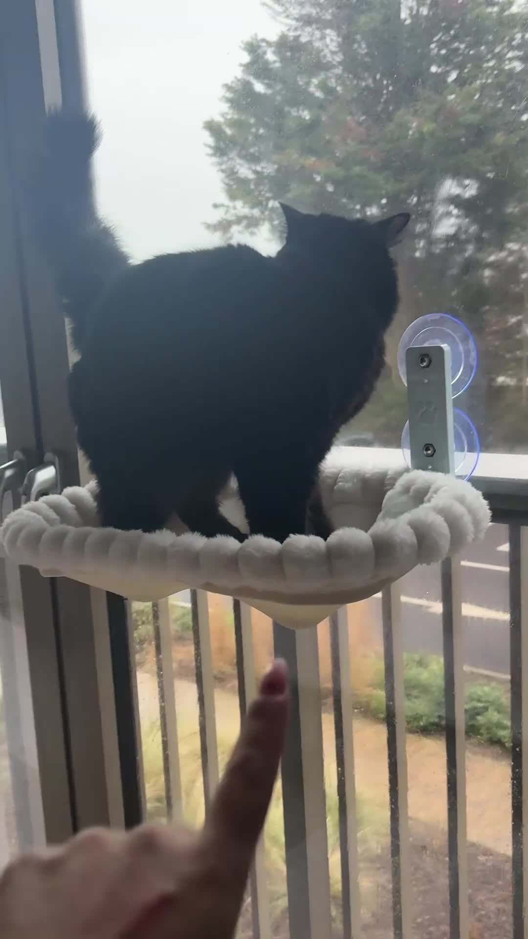 Mixed Breed cats for sale: Mochi Kimchi & Miso - Video 1