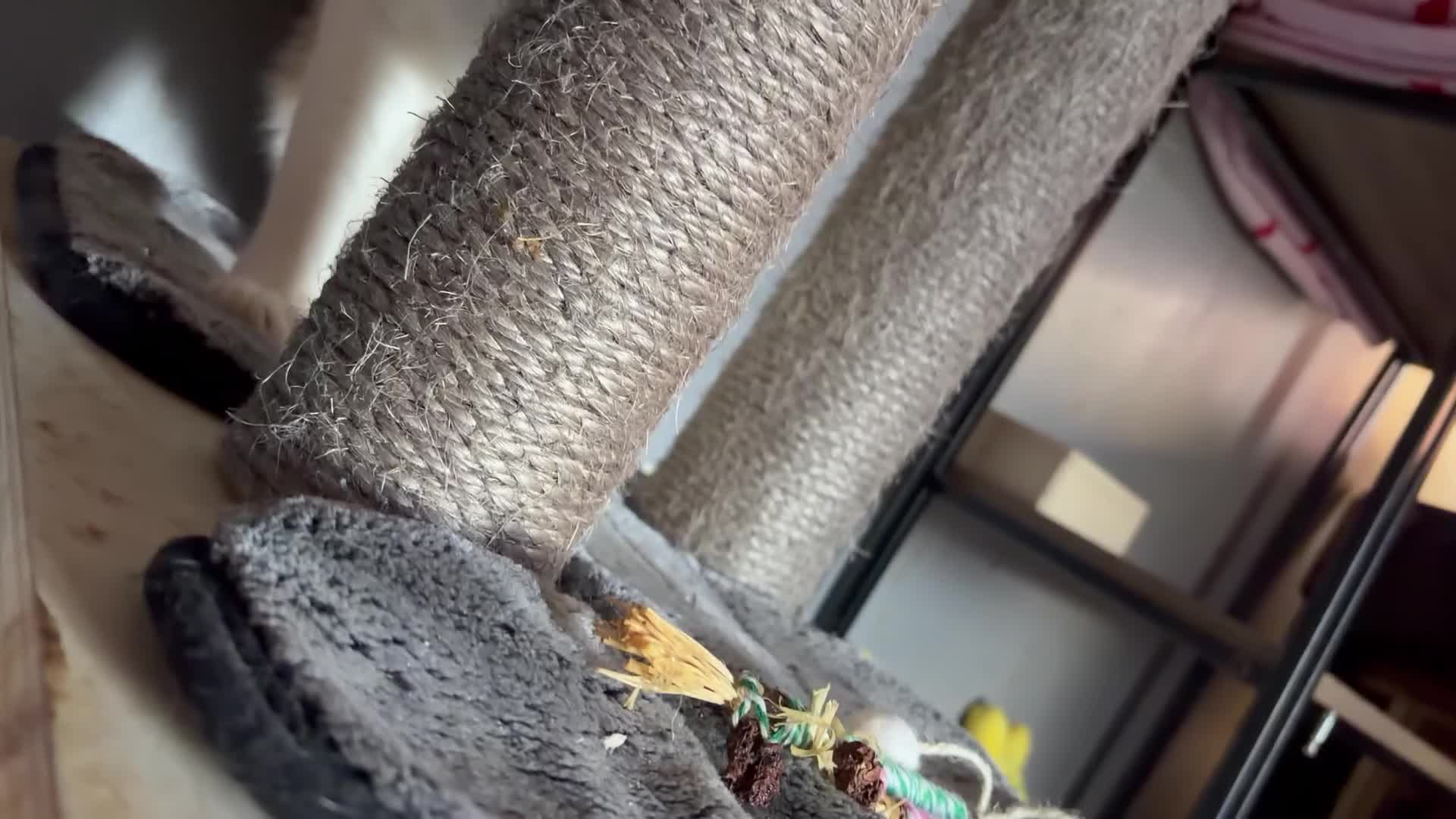 Arabian Mau cats for adoption: Nana banana  - Video 1