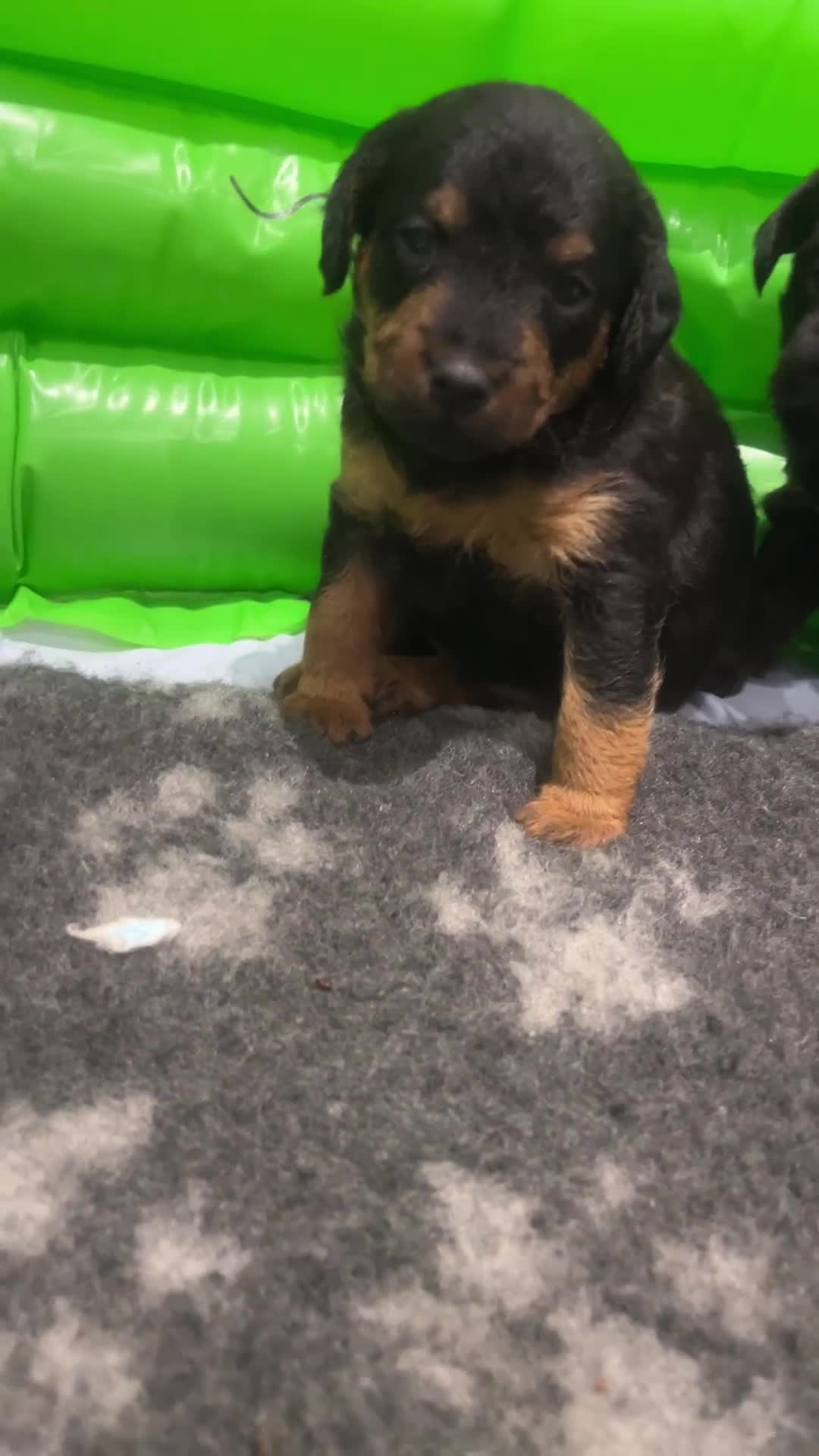 Jackapoo dogs for sale: 2x Male 1x female adorable Jackapoo Puppies! - Video 2