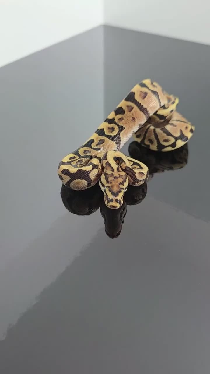Python Snake reptiles for sale: Regius pythons/ ball pythos - Video 3