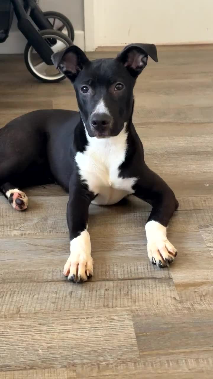 Mixed Breed dogs for sale: 5 months old in Nuneaton - Video 1