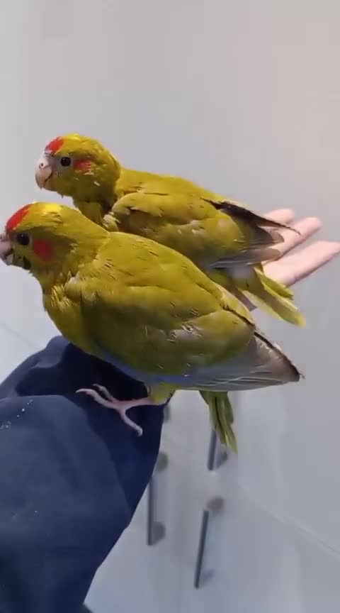 Parakeets birds for sale: Hand reared baby Kakarikis for sale - Video 1