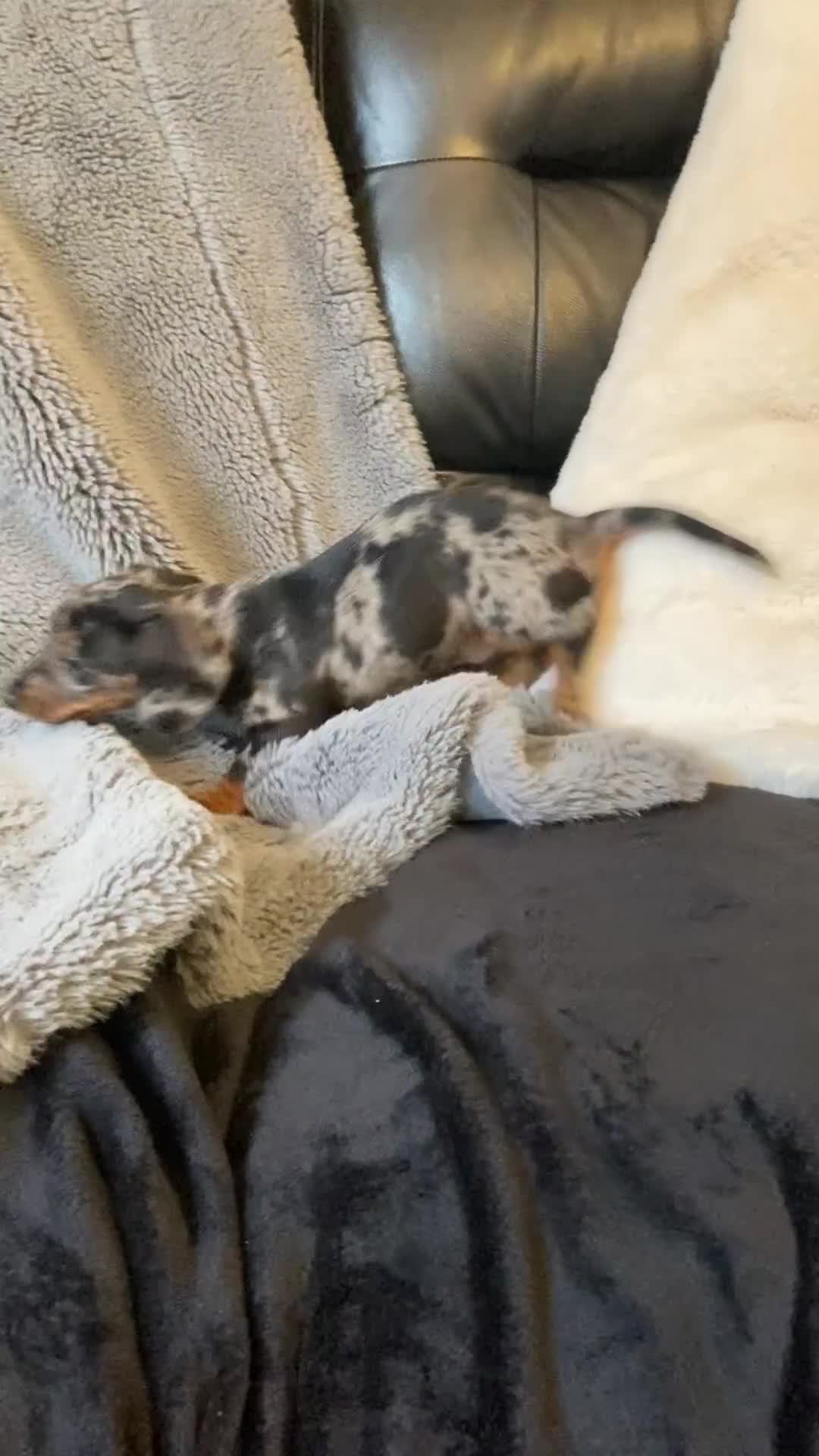 Dachshund dogs for sale: Mini dachshund puppies - Video 2