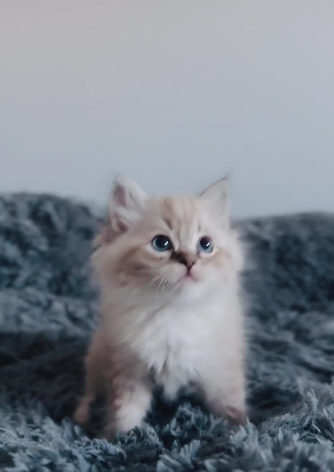 Ragdoll cats for sale: 🩷🐾Tica full Pedigree🐾EU Ragdoll 🐱🐾DNA Clear - Video 3