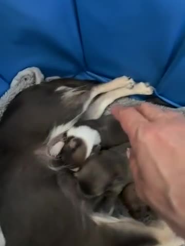 Chihuahua dogs for sale: Chihuahua puppies in Kidderminster - Video 2