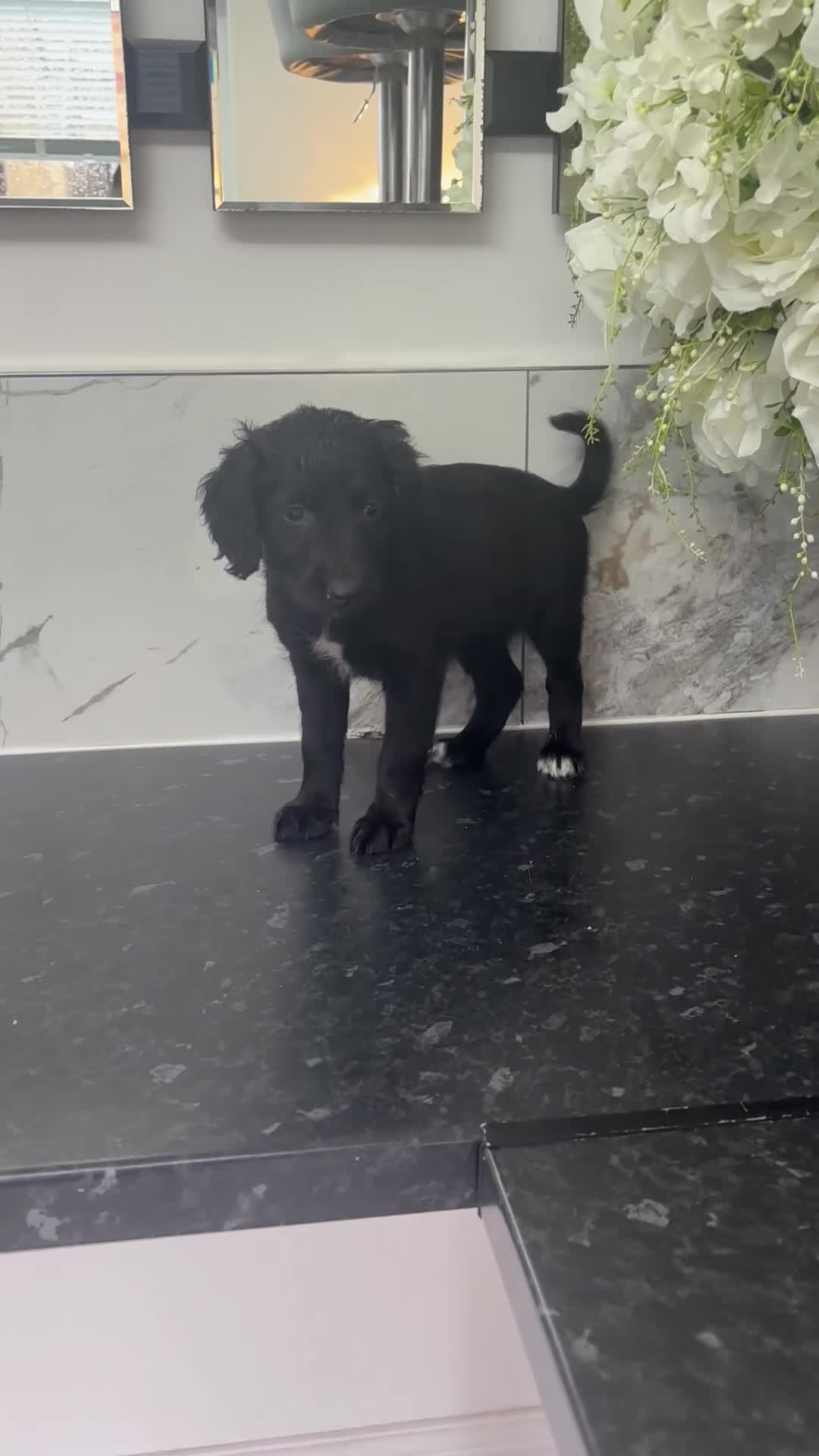Labrador Retriever dogs for sale:  Labradoodle puppies toybpoodle in Durham - Video 1
