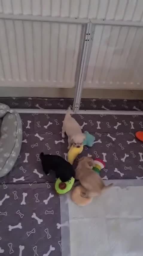 Chihuahua dogs for sale: Stunning Chihuahua Puppies Ready Soon 🐾 - Video 3