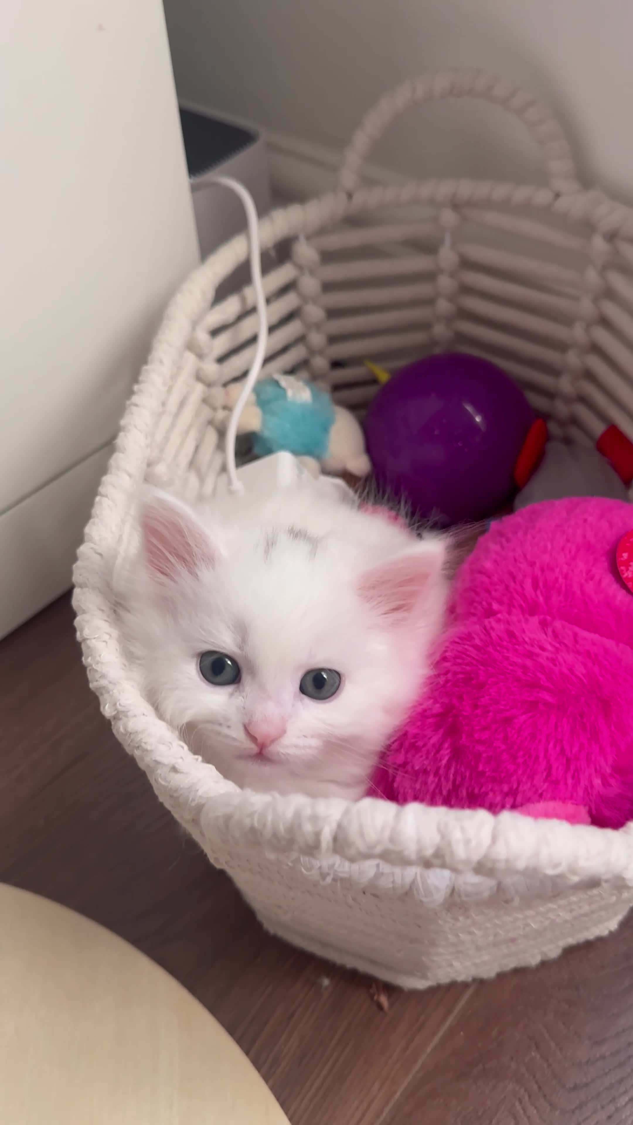 Siberian cats for sale: 🐾 Adorable Siberian Kittens  - Video 4