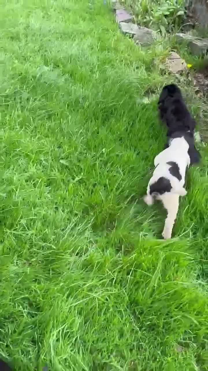 Cockapoo dogs for sale: Stunning F1b Miniature Cockapoos DNA clear - Video 3