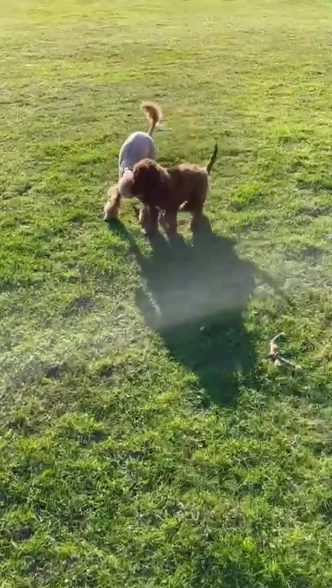 Miniature Poodle dogs for stud: EXTENSIVELY HEALTH TESTED POODLE FOR STUD - Video 1