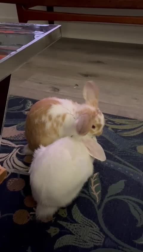 Mini Lop rabbits for sale: 2 Mini Lop Eared Rabbit Siblings - Video 3
