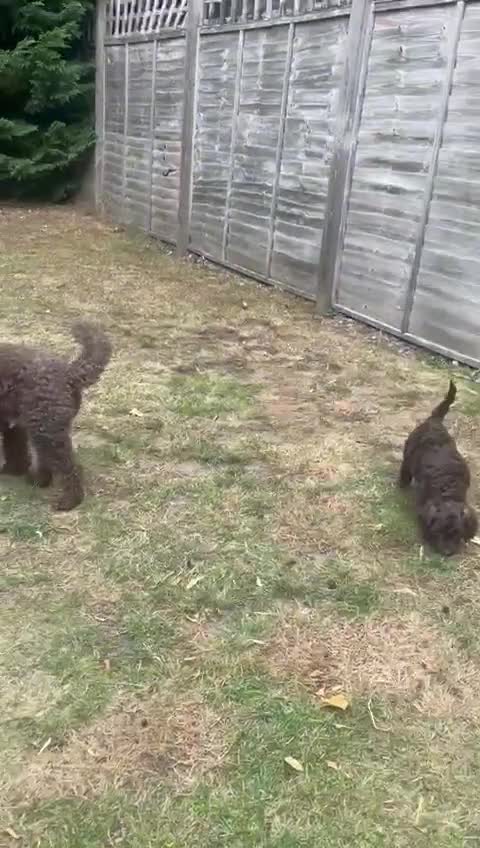 Cockapoo dogs for sale: 4 males and 1 female, chocolate coated cockerpoos  - Video 2