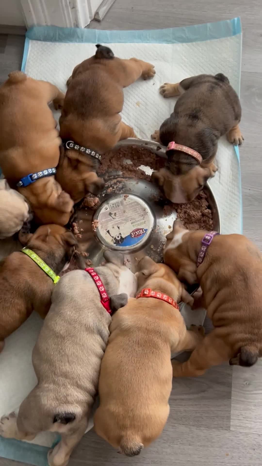 English Bulldog dogs for sale: English bulldog girl puppy British bulldog  - Video 2