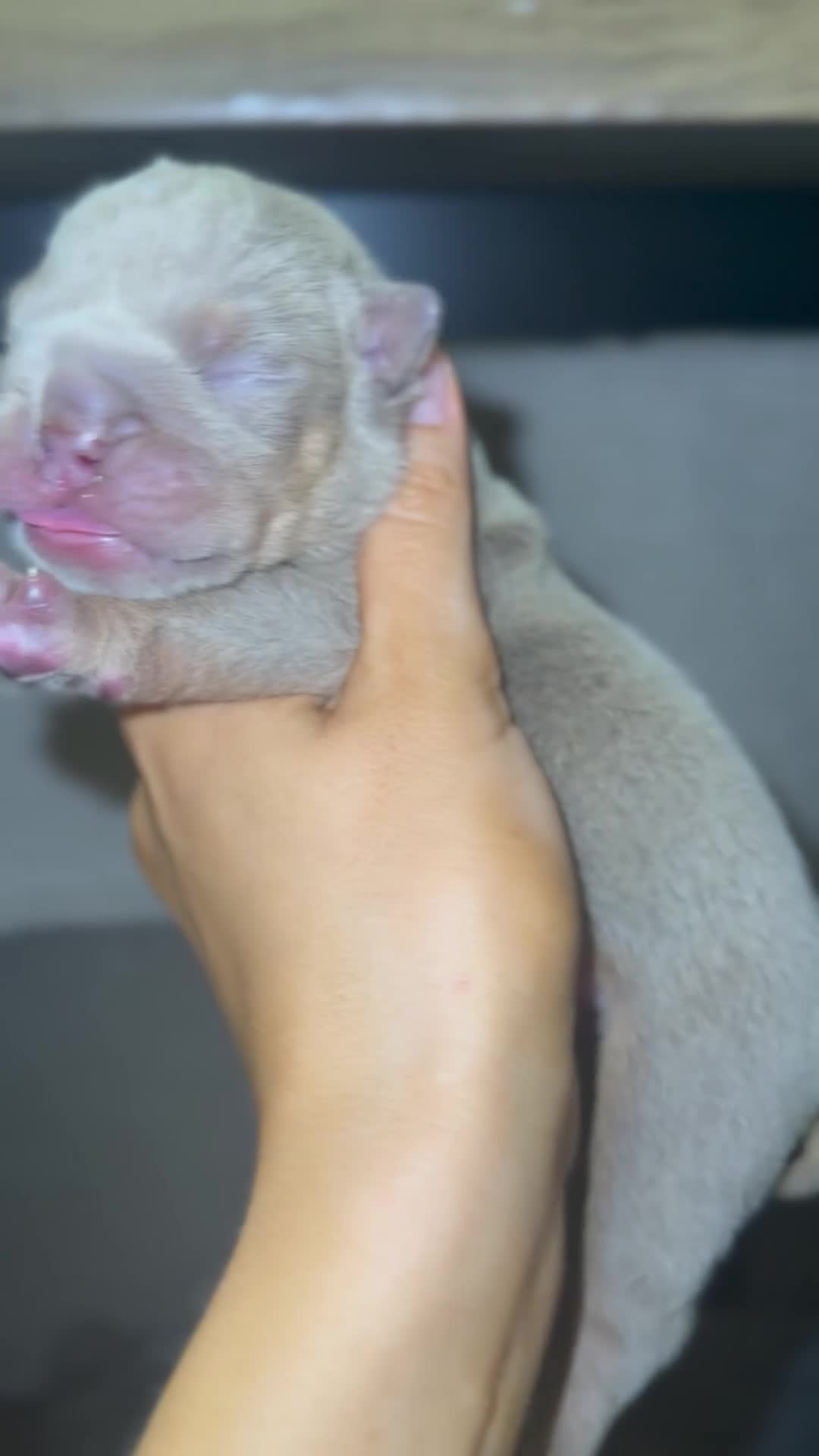 English Bulldog dogs for sale: 3 beautiful KC Registered English Bulldog puppies in Chesterfield - Video 2
