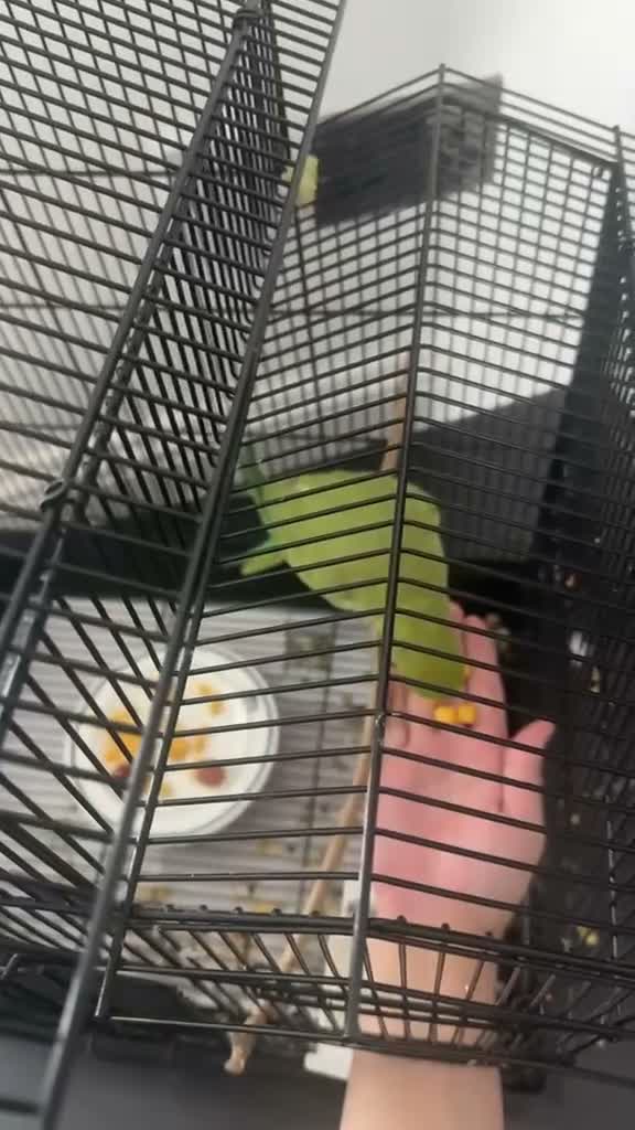 Mixed Breed birds for sale: Large and small talkative tame parrots - Video 3