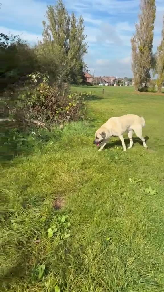 Turkish Kangal dogs for sale: Loving home needed for our Kangal boy in Fareham - Video 2