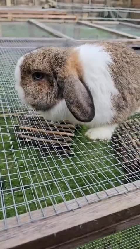 Mini Lop rabbits for sale: Beautiful Agouti Split Mini Lop Doe - Video 2
