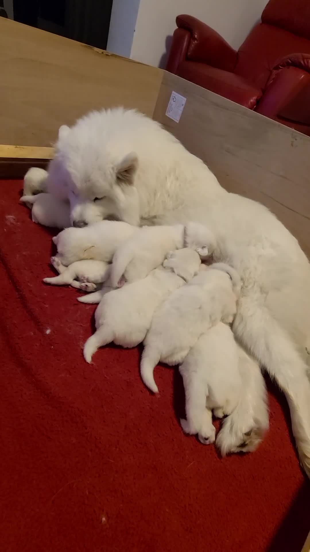 Samoyed dogs for sale: 🐾 Exceptional Pedigree Samoyed Puppies  🐾 - Video 2