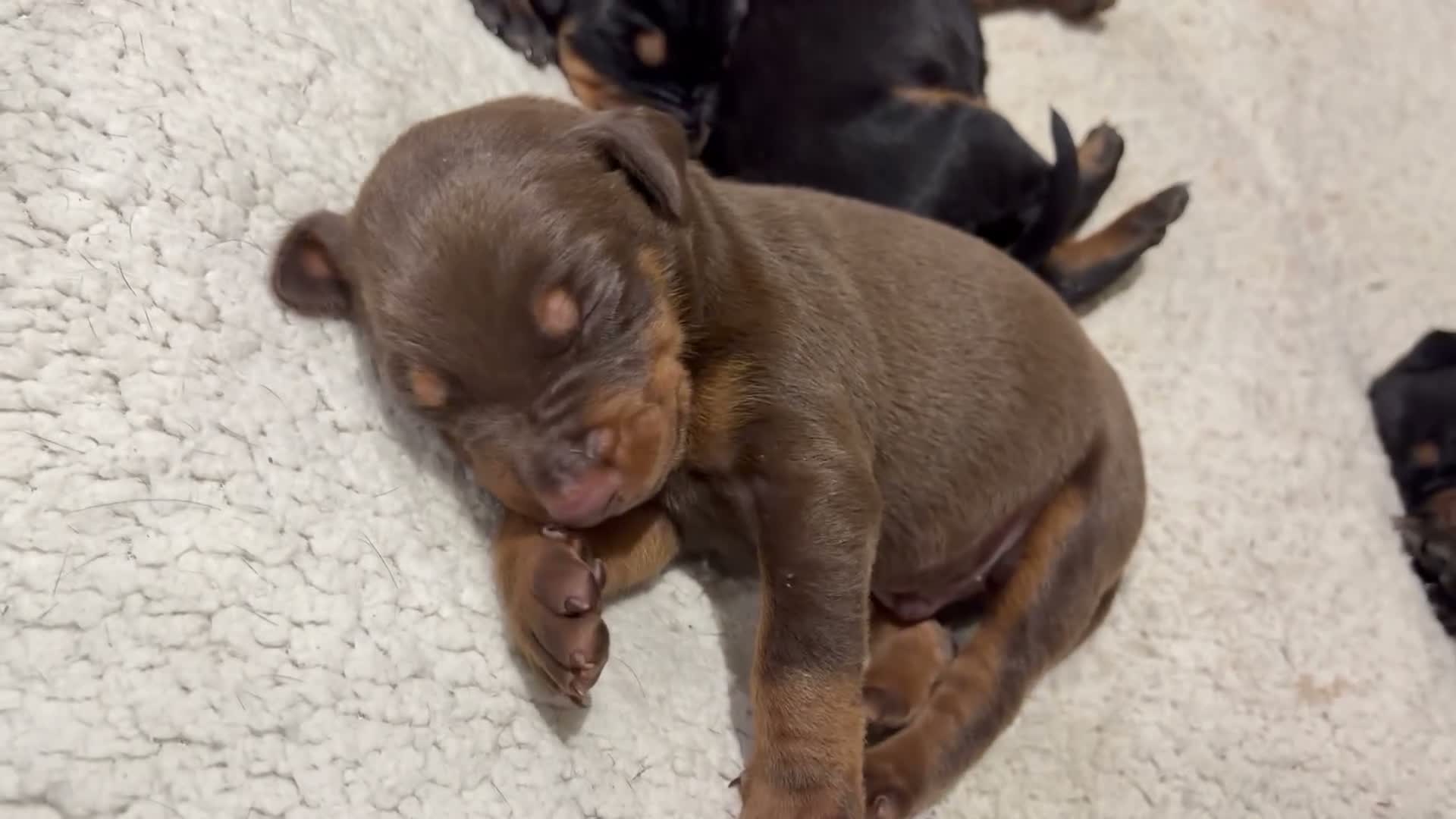 Dobermann dogs for sale: KC Dobermans  - Video 3