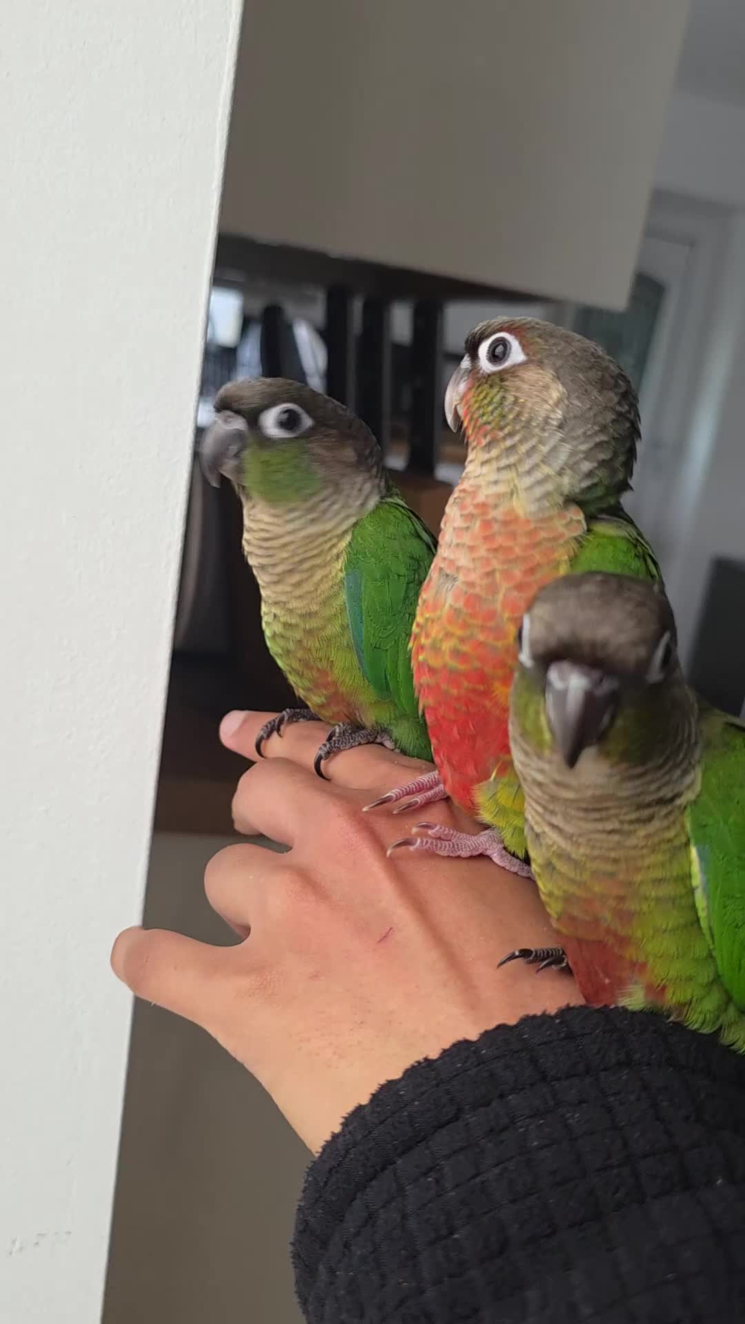 Conures birds for sale: Handreared Tame Baby Conures  - Video 5