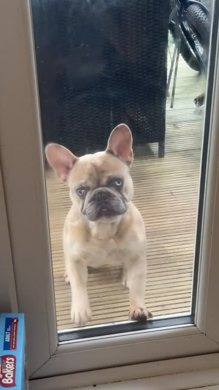 French Bulldog dogs for sale: French bulldog for sale  - Video 1