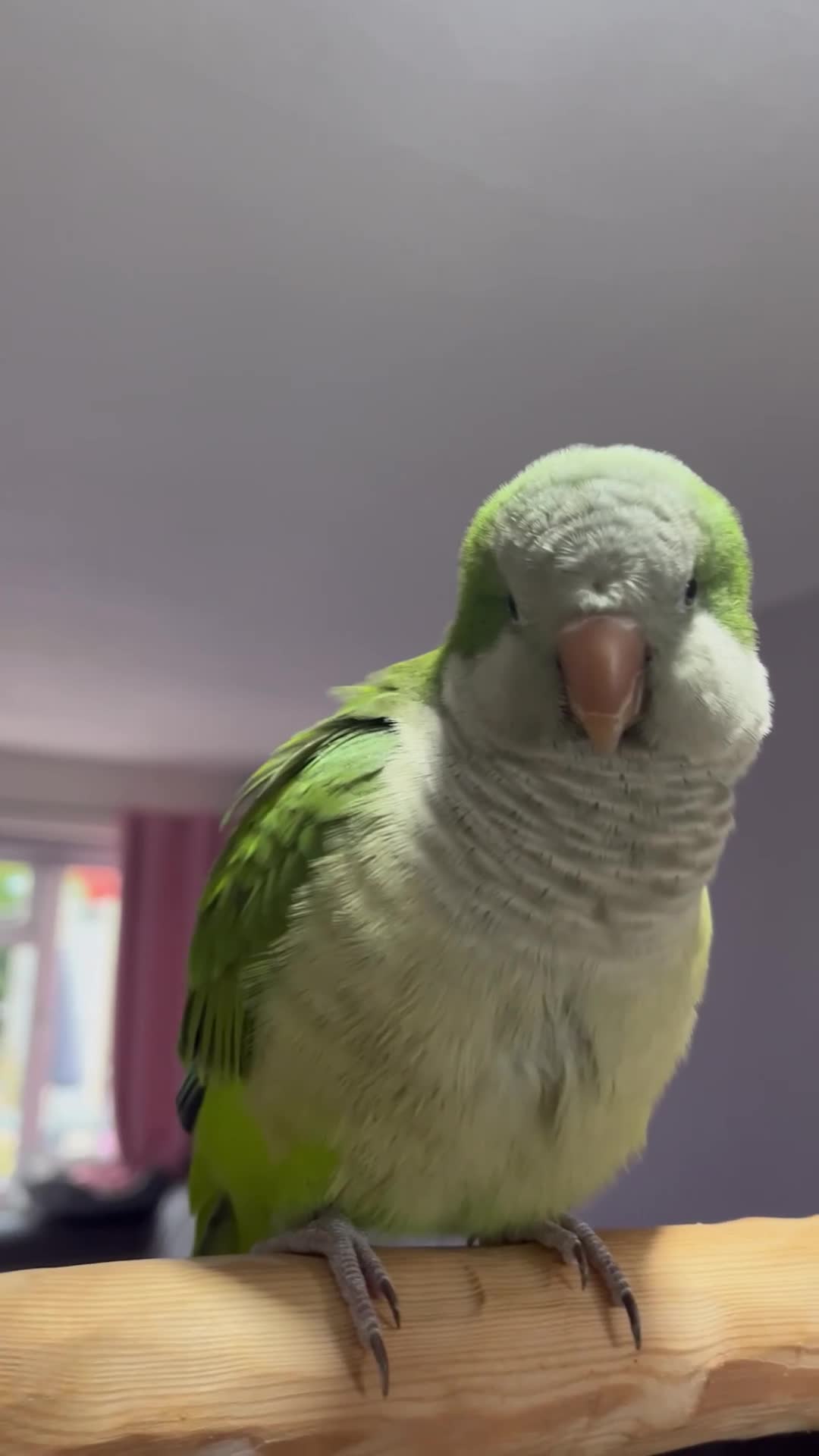 Parrots birds for sale: Quacker parrot  - Video 1