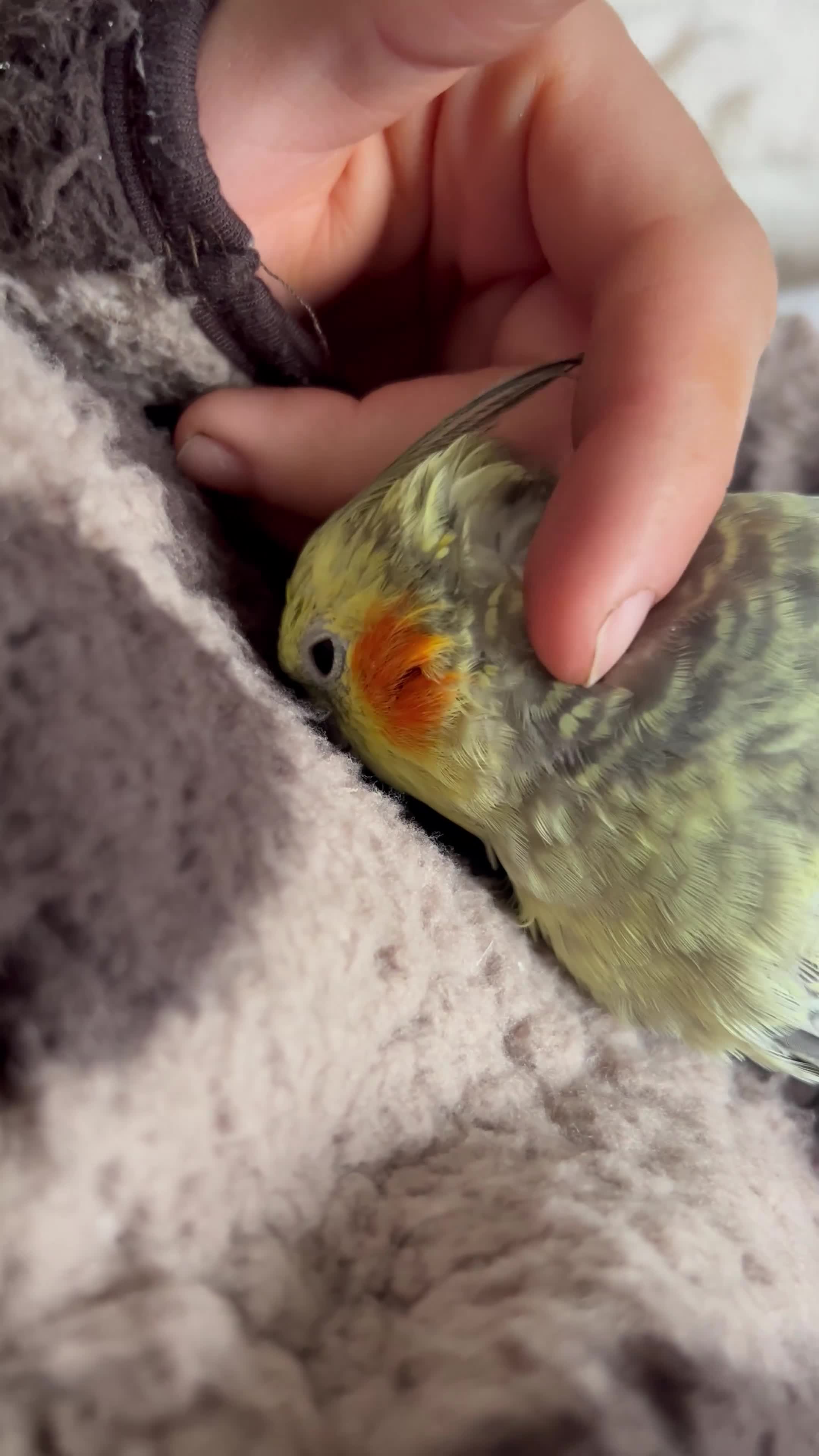 Cockatiels birds for sale: Cockatiels  - Video 2